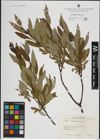 Foto von Salix lapponum L.